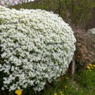 800 White Alpine Rockcress Aubrieta Rock Cress Arabis Alpina Flower Seeds Easy to Grow