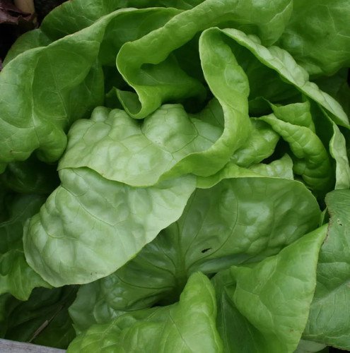 3000 Buttercrunch Leaf Lettuce Lactuca Sativa Vegetable Seeds Easy to Grow