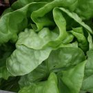 3000 Buttercrunch Leaf Lettuce Lactuca Sativa Vegetable Seeds Easy to Grow