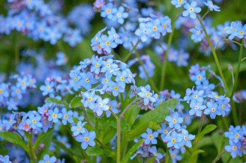 500 Blue Forget Me Not Myosotis Sylvatica Shade Or Sun Perennial Flower Seeds Easy to Grow