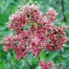 20 Common Henna Mehandi Dye Plant Lawsonia Inermis Tattoo Flower Tree Seeds Easy to Grow