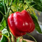 150 Big Red Bell Pepper Sweet Capsicum Annuum Vegetable Seeds Easy to Grow