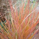 50 Pheasant Tails Grass New Zealand Feather Reed Stipa Arundinacea Seeds Easy to Grow