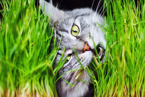 500 Organic Cat Grass Wheat Grass Pet Grass Wheatgrass Triticum Aestivum Seeds Easy to Grow