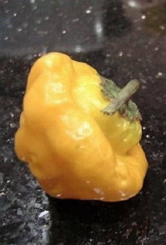 40 Yellow Jamaican Hot Pepper Capsicum Chinense Scotch Bonnet Vegetable Seeds Easy to Grow