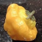 40 Yellow Jamaican Hot Pepper Capsicum Chinense Scotch Bonnet Vegetable Seeds Easy to Grow