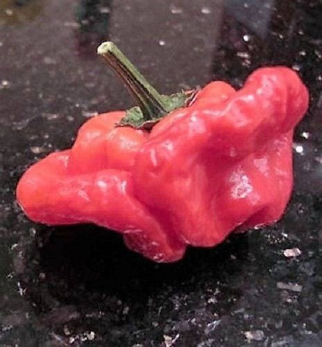 40 Red Jamaican Hot Pepper Capsicum Chinense Scotch Bonnet Vegetable Seeds Easy to Grow