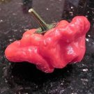 40 Red Jamaican Hot Pepper Capsicum Chinense Scotch Bonnet Vegetable Seeds Easy to Grow
