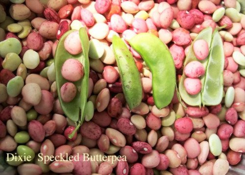 50 Speckled Dixie Butterpea Lima Bean Phaseolus Vulgaris Bush Vegetable Seeds Easy to Grow
