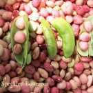 50 Speckled Dixie Butterpea Lima Bean Phaseolus Vulgaris Bush Vegetable Seeds Easy to Grow
