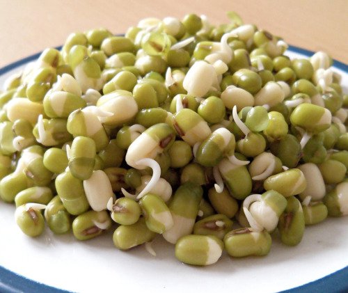 150 Mung Bean Moong Sprouts Golden Gram Green Vigna Radiata Vegetable Seeds Easy to Grow
