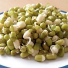 150 Mung Bean Moong Sprouts Golden Gram Green Vigna Radiata Vegetable Seeds Easy to Grow