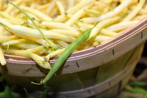 25 Goldrush Green Bean Bright Yellow Wax Bean Phaseolus Vulgaris Vegetable Seeds Easy to Grow