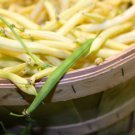 25 Goldrush Green Bean Bright Yellow Wax Bean Phaseolus Vulgaris Vegetable Seeds Easy to Grow