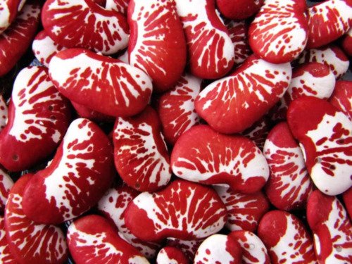 15 Christmas Lima Bean Calico Chestnut Phaseolus Lunatus Legume Vegetable Seeds Easy to Grow
