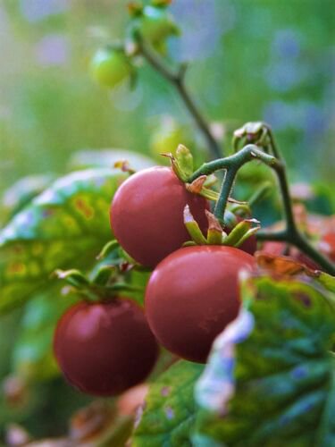 50 Purple Cherry Tomato Lycopersicon Indeterminate Fruit Vegetable Seeds Easy to Grow