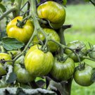 50 Green Zebra Tomato Striped Lycopersicon Fruit Vegetable Seeds Easy to Grow