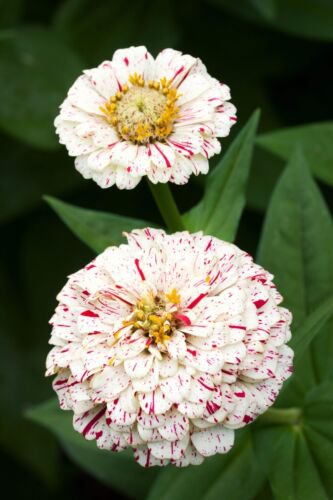150 Peppermint Stick Zinnia Mix Mixed Colors Red Stripe Elegans Flower Seeds Easy to Grow