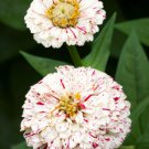 150 Peppermint Stick Zinnia Mix Mixed Colors Red Stripe Elegans Flower Seeds Easy to Grow