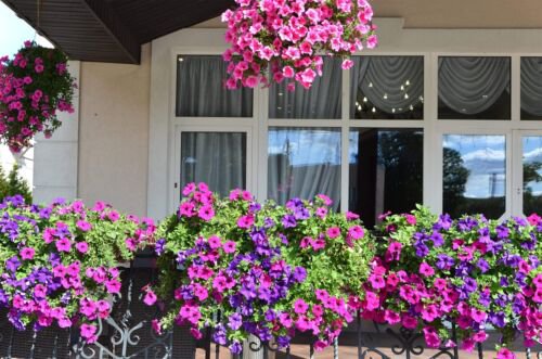 200 Mixed Laura Bush Petunia Violacea Integrifolia Pink Purple Trumpet Flower Se Easy to Grow