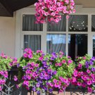 200 Mixed Laura Bush Petunia Violacea Integrifolia Pink Purple Trumpet Flower Se Easy to Grow