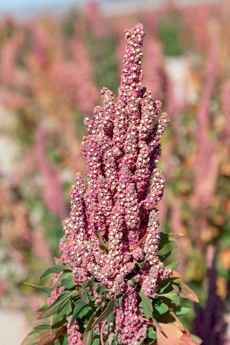 50 Organic Cherry Vanilla Quinoa Chenopodium Pink Flower White Grain Seeds Easy to Grow