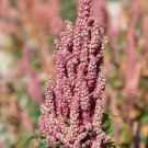 50 Organic Cherry Vanilla Quinoa Chenopodium Pink Flower White Grain Seeds Easy to Grow