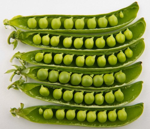 50 Green Arrow Pea Heirloom Shelling English Pisum Sativum Vegetable Seeds Easy to Grow