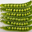 50 Green Arrow Pea Heirloom Shelling English Pisum Sativum Vegetable Seeds Easy to Grow
