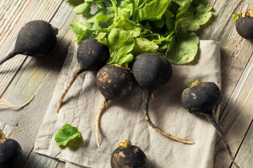300 Black Spanish Round Hot Spicy European Raphanus Sativus Root Vegetable Seeds Easy to Grow
