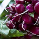 300 Purple Plum Radish Raphanus Sativus White Flesh Root Vegetable Seeds Easy to Grow