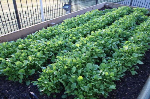 1500 Seven Top Turnip For Leaf Greens & Sprouts Brassica Rapa Vegetable Seeds Easy to Grow