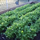1500 Seven Top Turnip For Leaf Greens & Sprouts Brassica Rapa Vegetable Seeds Easy to Grow