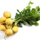 1000 Golden Ball Turnip Heirloom Yellow Brassica Rapa Root Vegetable Seeds Easy to Grow