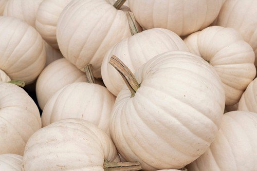 5 White Casper Pumpkin White Skin Orange Flesh Cucurbita Maxima Vegetable Seeds Easy to Grow