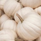5 White Casper Pumpkin White Skin Orange Flesh Cucurbita Maxima Vegetable Seeds Easy to Grow