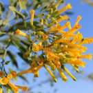 250 Tree Tobacco Nicotiana Glauca Yellow Trumpet Flower Herb Shrub Seeds Easy to Grow