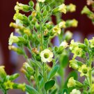 250 Aztec Tobacco Midewiwan Sacred Nicotiana Rustica Yellow Flower Herb Seeds Easy to Grow