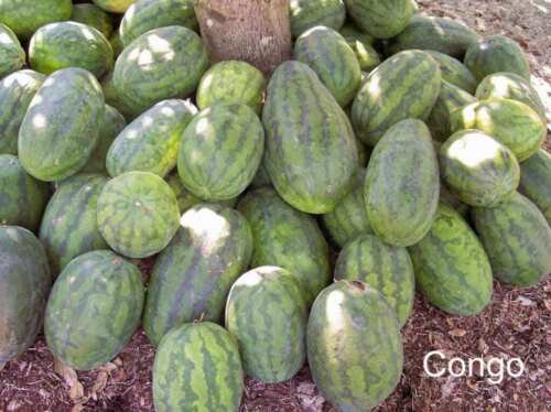 50 Congo Watermelon Red Citrullus Lanatus 40 Lbs Aas Winner Fruit Melon Seeds Easy to Grow