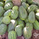 50 Congo Watermelon Red Citrullus Lanatus 40 Lbs Aas Winner Fruit Melon Seeds Easy to Grow