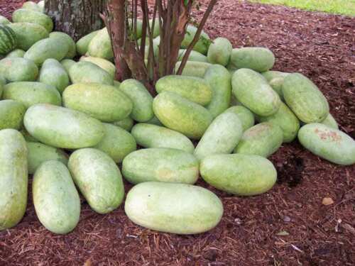 50 Charleston Gray Watermelon Citrullus Lanatus Red Fruit Melon Seeds Easy to Grow