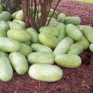 50 Charleston Gray Watermelon Citrullus Lanatus Red Fruit Melon Seeds Easy to Grow