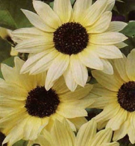 50 Vanilla Ice Sunflower Two Tone Light Yellow Helianthus Annuus Flower Seeds Easy to Grow