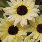 50 Vanilla Ice Sunflower Two Tone Light Yellow Helianthus Annuus Flower Seeds Easy to Grow