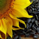 100 Black Oil Sunflower Helianthus Annuus Yellow Hummingbird Bird Flower Seeds Easy to Grow