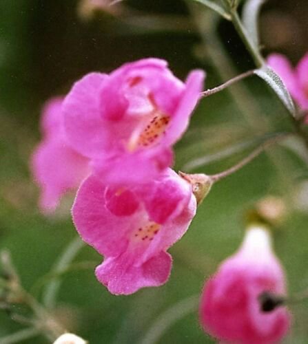 100 False Slenderleaf Foxglove Purple Gerardia Agalinis Tenuifolia Flower Seeds Easy to Grow