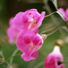 100 False Slenderleaf Foxglove Purple Gerardia Agalinis Tenuifolia Flower Seeds Easy to Grow