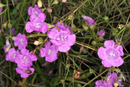 100 False Purple Foxglove Rose Gerardia Wetland Agalinis Purpurea Flower Seeds Easy to Grow