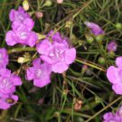 100 False Purple Foxglove Rose Gerardia Wetland Agalinis Purpurea Flower Seeds Easy to Grow