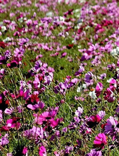 1000 Pepperbox Poppy Mix Papaver Mixed Colors Red Violet Flower Seeds Easy to Grow